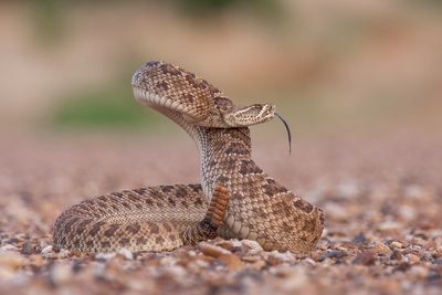 Prairie Rattlesnake