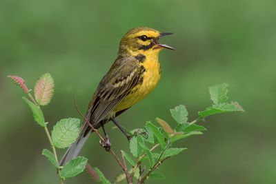 Warblers