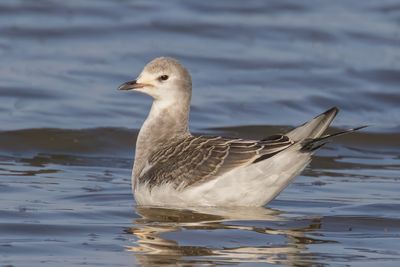 Sabine's Gull