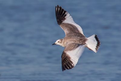 Sabine's Gull