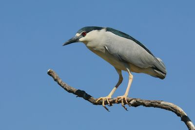 Black-crowned Night-Heron