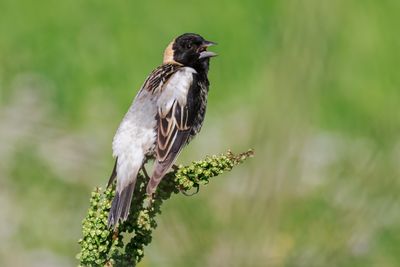 Bobolink