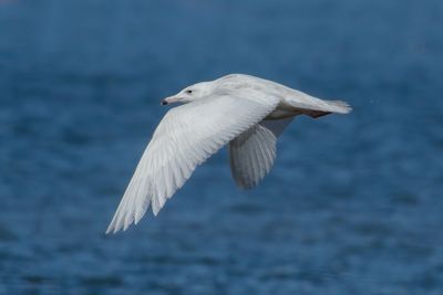 Glaucous Gull