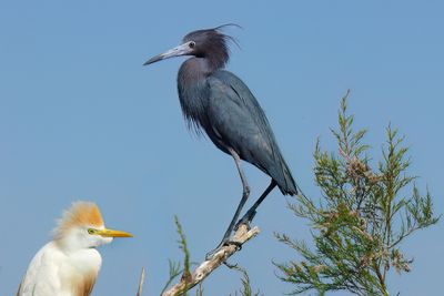 Little Blue Heron