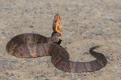 Northern Cottonmouth