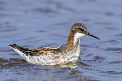 Red-necked Phalarope