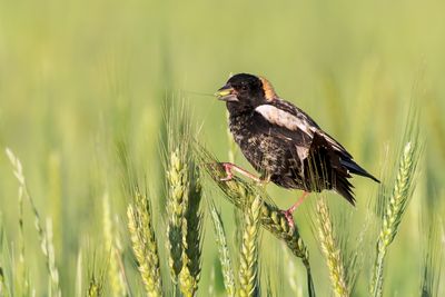 Bobolink