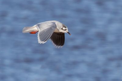 Little Gull