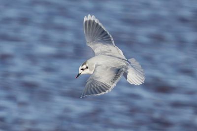 Little Gull