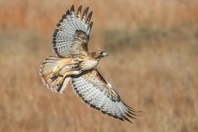 Red-tailed Hawk