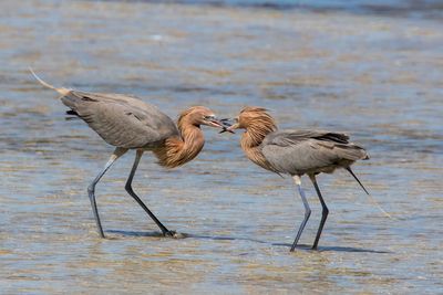 Reddish Egret