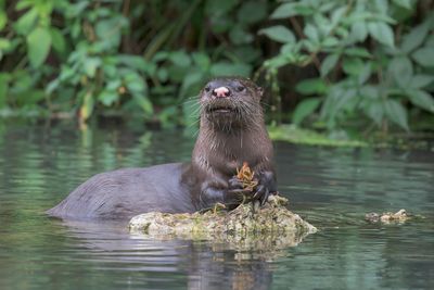 River Otter
