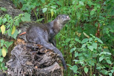 River Otter
