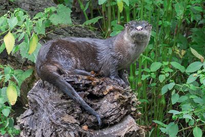 River Otter