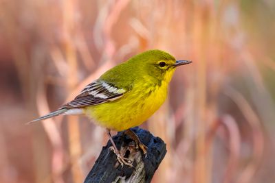 Pine Warbler