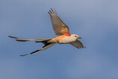 Scissor-tailed Flycatcher