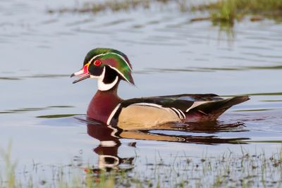 Wood Duck