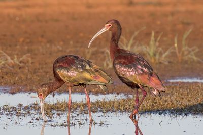 White-faced Ibis