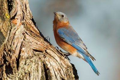 Eastern Bluebird