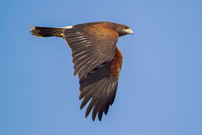 Harris's Hawk