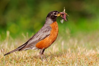 American Robin