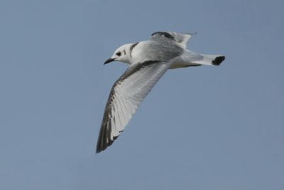 Black-legged Kittiwake