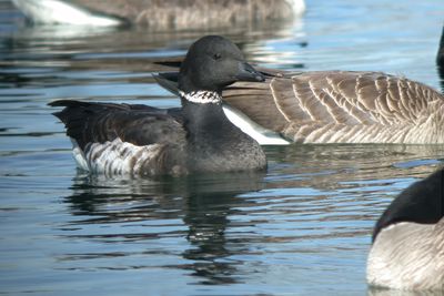 Brant