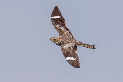 Common Nighthawk