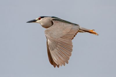 Black-crowned Night-Heron