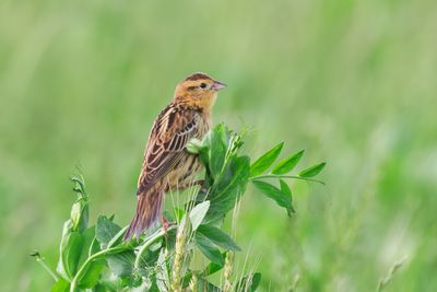 Bobolink