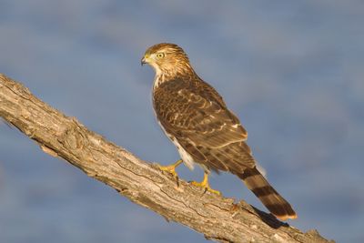 Cooper's Hawk