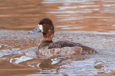 Lesser Scaup