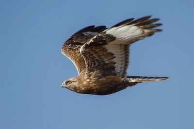 Rough-legged Hawk