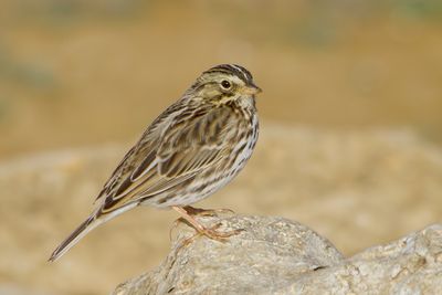 Savannah Sparrow