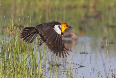 Yellow-headed Blackbird