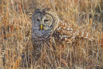 Barred Owl