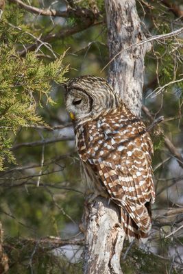 Barred Owl