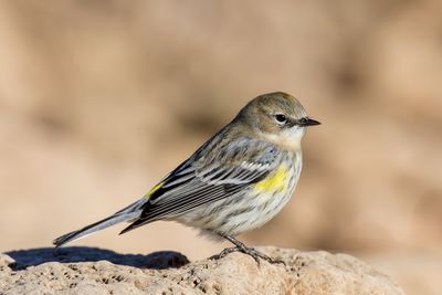 Yellow-rumped Warbler