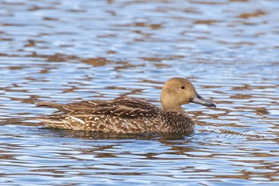 Green-winged Teal_Northern Pintail hybrid_G2A1414-Enhanced-NRMask.jpg