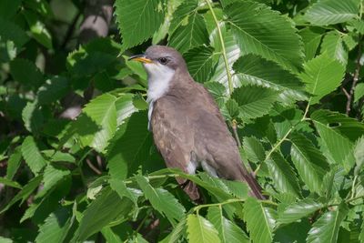 Yellow-billed Cuckoo