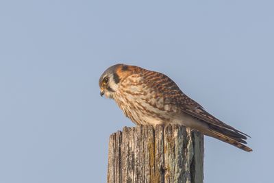 American Kestrel