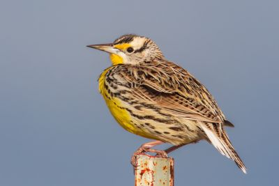 Eastern Meadowlark