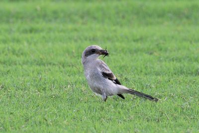 Loggerhead Shrike