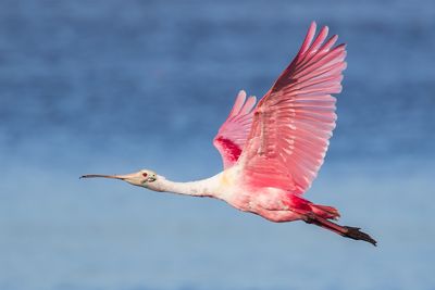 Roseate Spoonbill