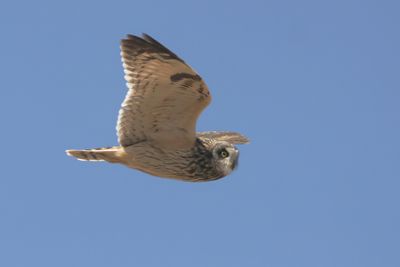 Short-eared Owl