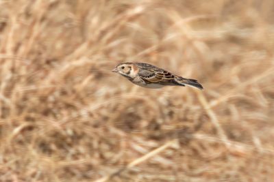 Lapland Longspur