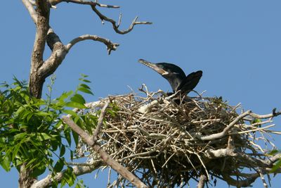 Neotropic Cormorant