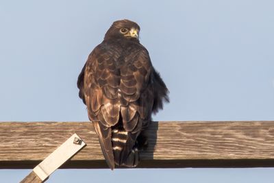 Rough-legged Hawk