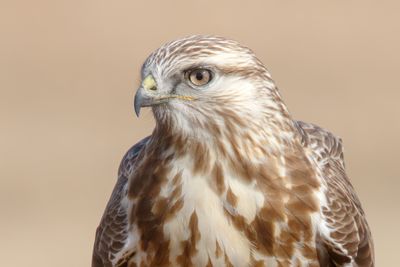 Rough-legged Hawk