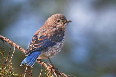 Eastern Bluebird